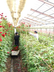 013-1　河田ばら園
